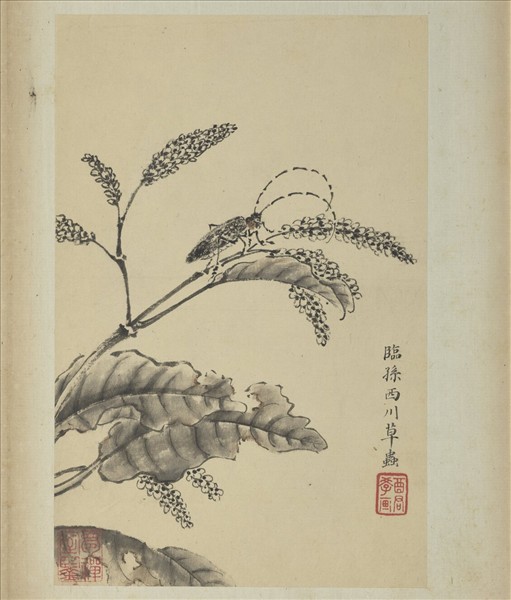 清蔣廷錫寫生花鳥　冊　草蟲天牛