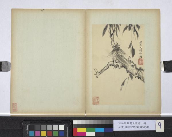 清蔣廷錫寫生花鳥　冊　螳螂捕蟬