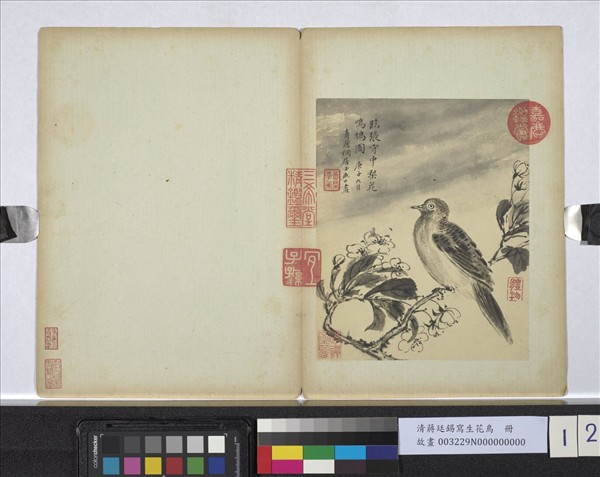 清蔣廷錫寫生花鳥　冊　梨花鳴鳩