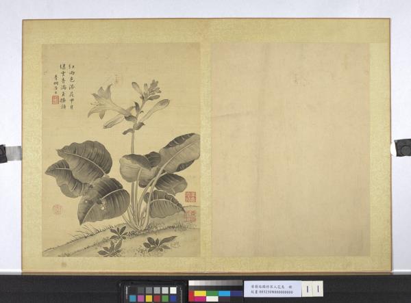 清蔣廷錫仿宋人花鳥　冊　玉簪蜘蛛