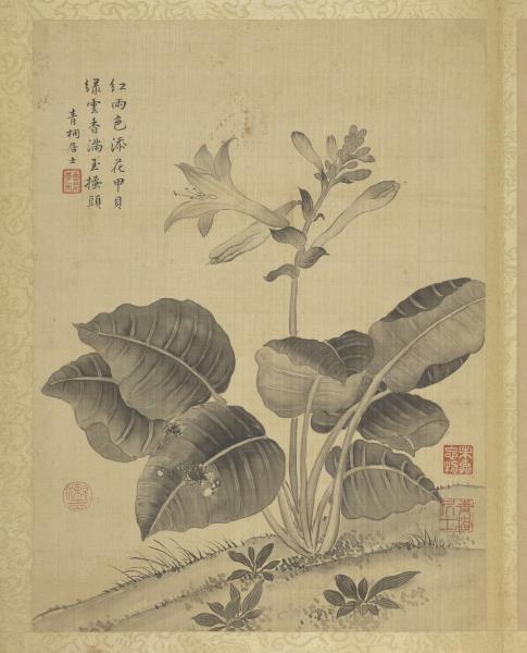 清蔣廷錫仿宋人花鳥　冊　玉簪蜘蛛