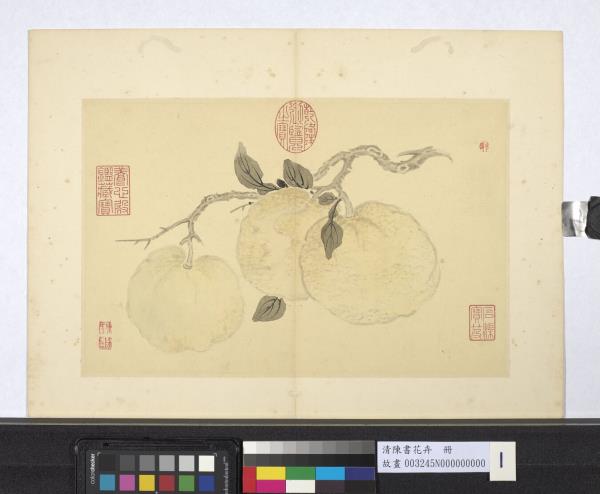 清陳書花卉　冊　橙橘