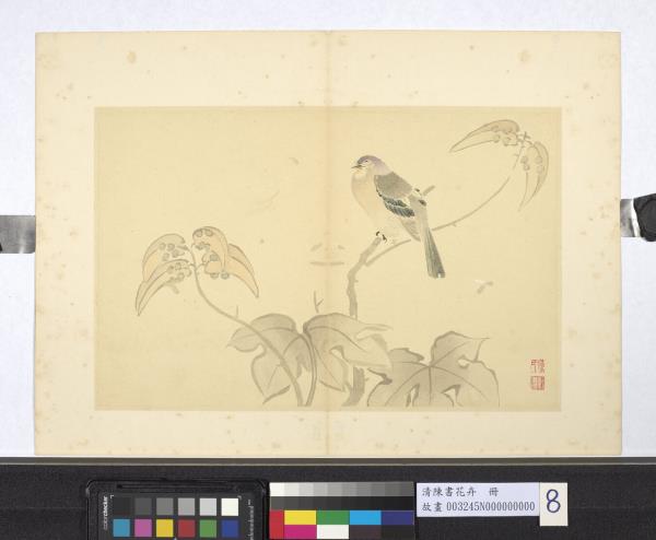清陳書花卉　冊　梧桐翎毛