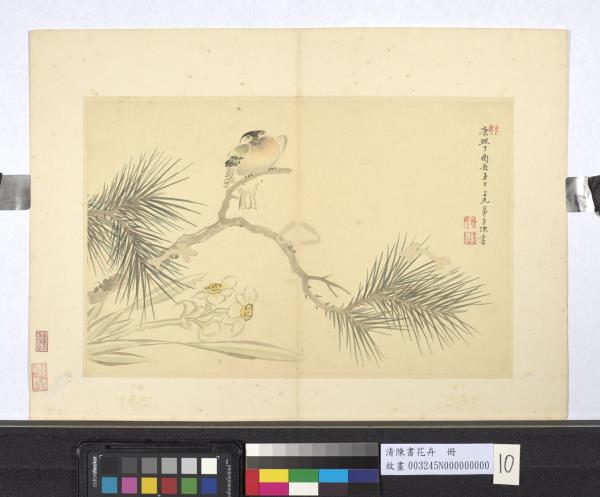 清陳書花卉　冊　松樹水仙