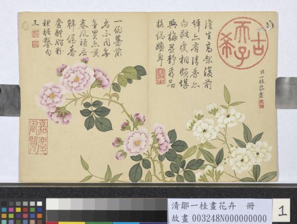 清鄒一桂畫花卉　冊　木香十姊妹