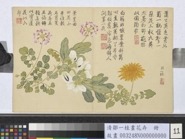清鄒一桂畫花卉　冊　蒲公英荷花郎