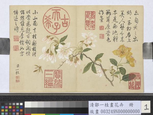 清鄒一桂畫花卉　冊　李花金絲桃