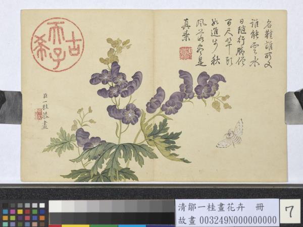 清鄒一桂畫花卉　冊　僧鞋菊