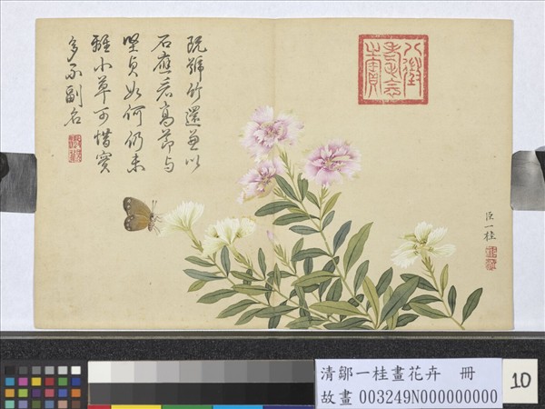 清鄒一桂畫花卉　冊　剪秋羅