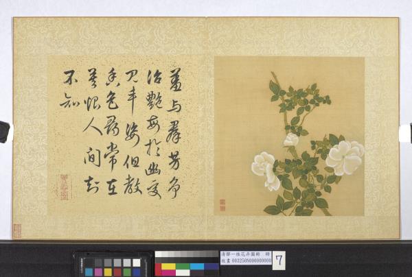 清鄒一桂花卉畫冊　冊　白薔薇