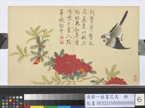 清鄒一桂畫花鳥　冊　石榴翎毛