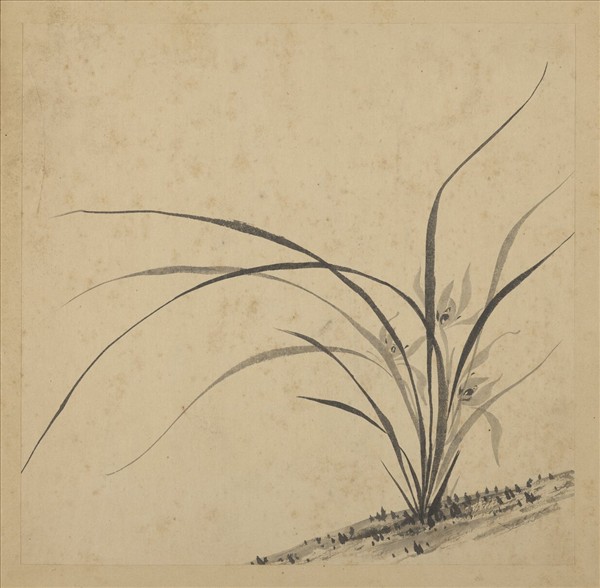 清強國忠畫蘭　冊　蘭花（四）