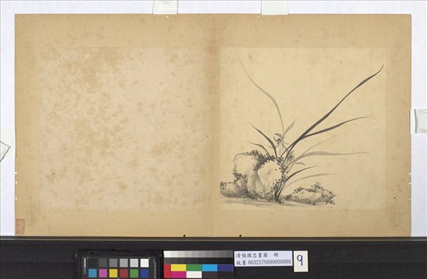 清強國忠畫蘭　冊　蘭花（九）