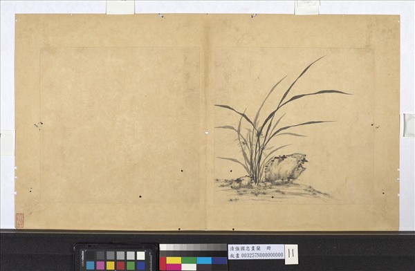 清強國忠畫蘭　冊　蘭花（十一）