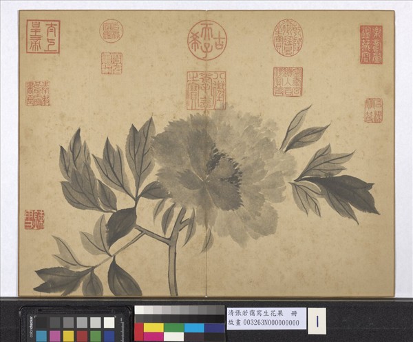 清張若靄寫生花果　冊　牡丹