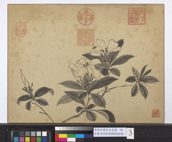 清張若靄寫生花果　冊　梔子