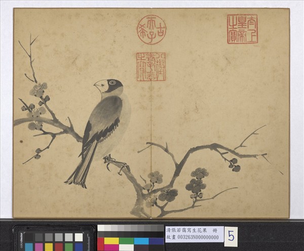 清張若靄寫生花果　冊　梅花蠟嘴