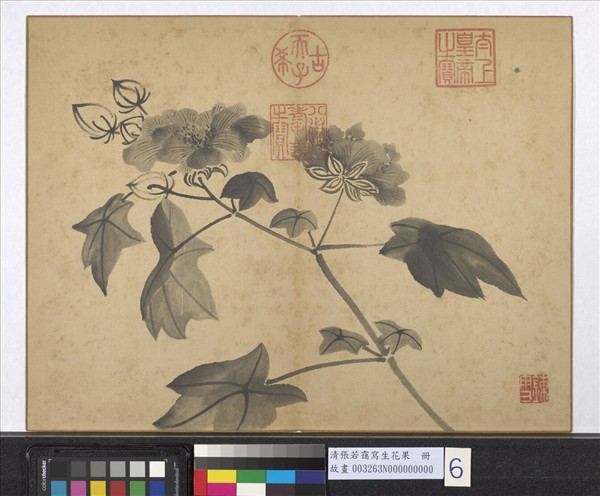 清張若靄寫生花果　冊　秋葵