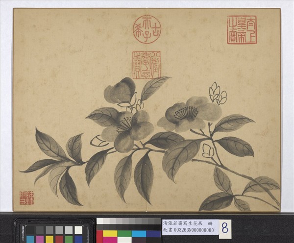 清張若靄寫生花果　冊　山茶