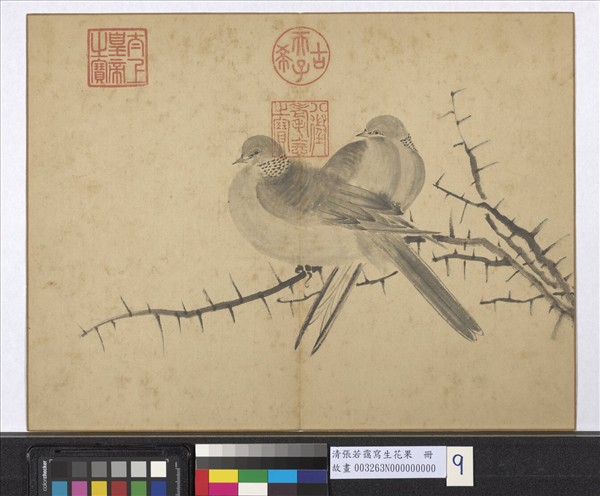 清張若靄寫生花果　冊　棘針白鴿