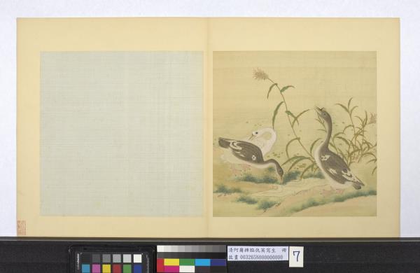 清阿爾粺臨仇英寫生　冊　鵝蘆葦