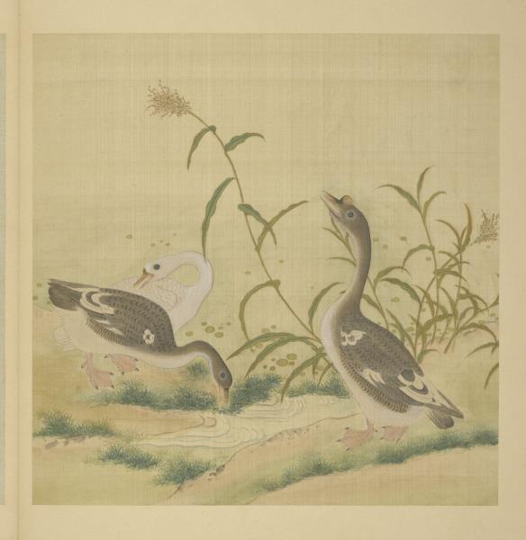 清阿爾粺臨仇英寫生　冊　鵝蘆葦