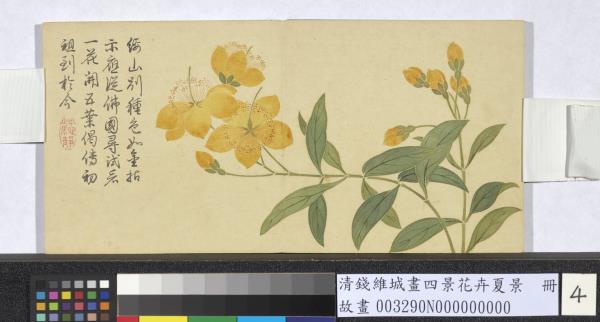 清錢維城畫四景花卉夏景　冊　金絲桃