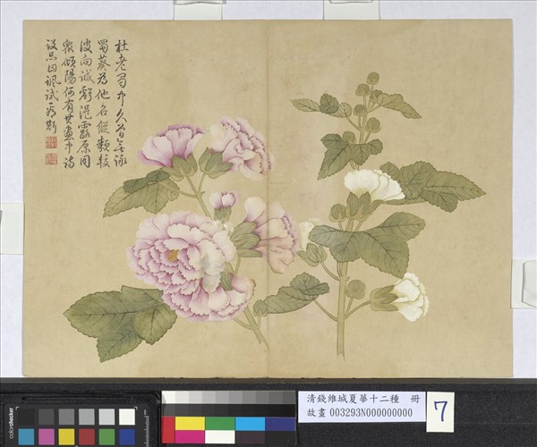 清錢維城夏華十二種　冊　蜀葵