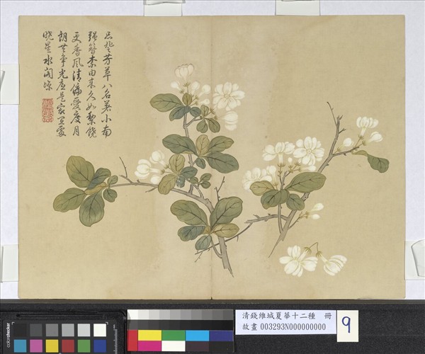 清錢維城夏華十二種　冊　茉莉花