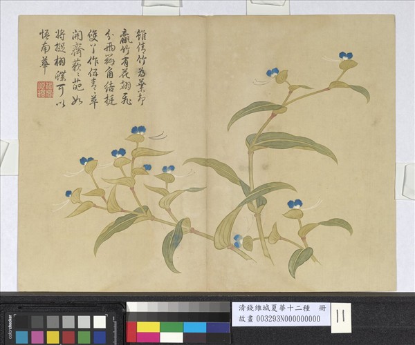 清錢維城夏華十二種　冊　鴨跖草