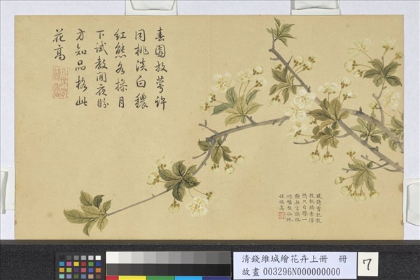 清錢維城繪花卉（上）冊　李花