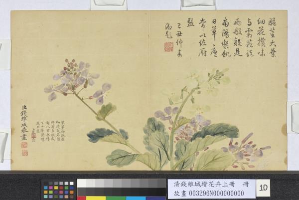 清錢維城繪花卉（上）冊　諸葛茉花