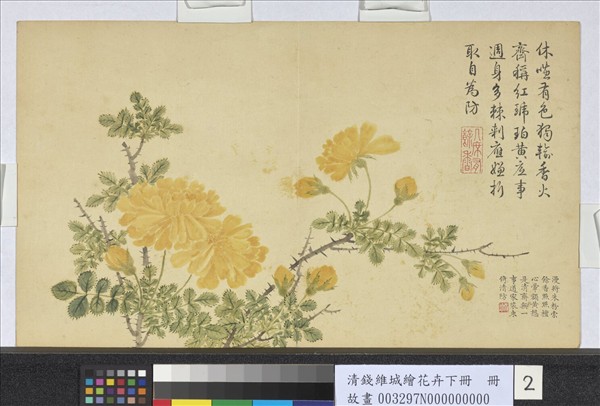 清錢維城繪花卉（下）　冊　黃刺蘼