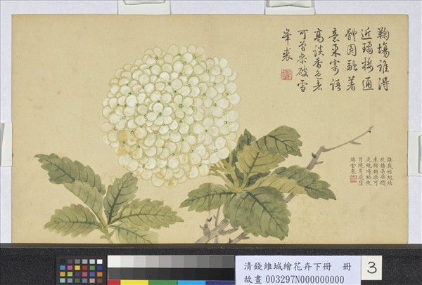 清錢維城繪花卉（下）　冊　繡球