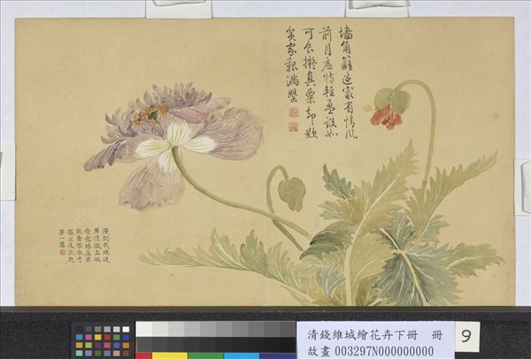清錢維城繪花卉（下）　冊　罌粟