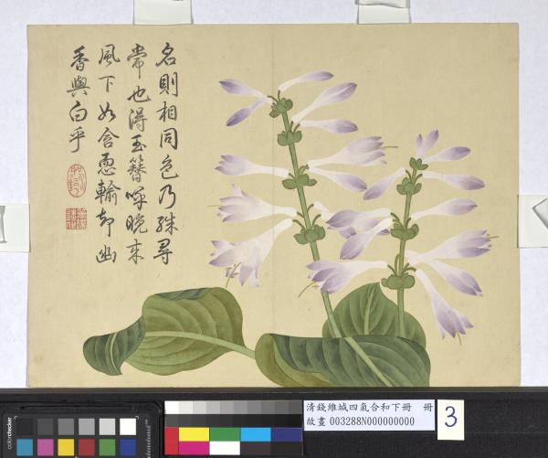清錢維城畫四氣含和下冊　冊　紫萼花