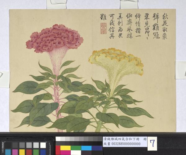 清錢維城畫四氣含和下冊　冊　雞冠花