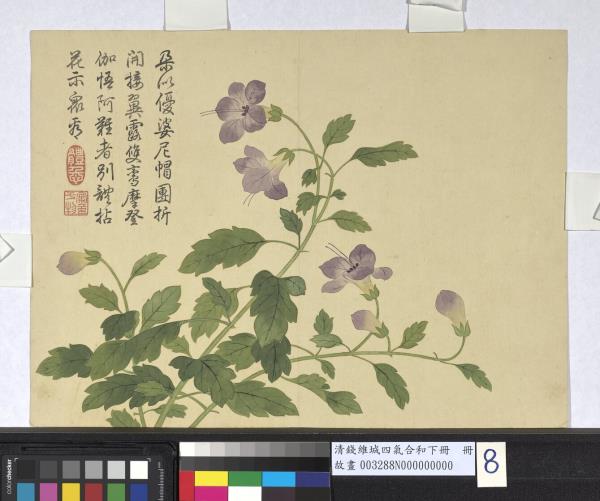 清錢維城畫四氣含和下冊　冊　僧帽花