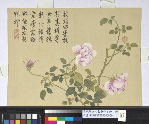 清錢維城畫四氣含和下冊　冊　月季花