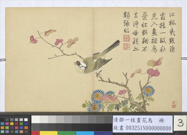 清鄒一桂畫花鳥　冊　楓樹白頭翁