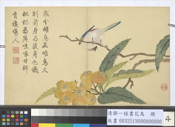 清鄒一桂畫花鳥　冊　枇杷翡翠