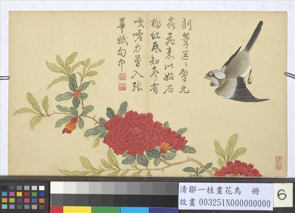 清鄒一桂畫花鳥　冊　石榴翎毛