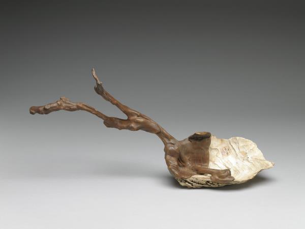 天然嵌貝殼樹根