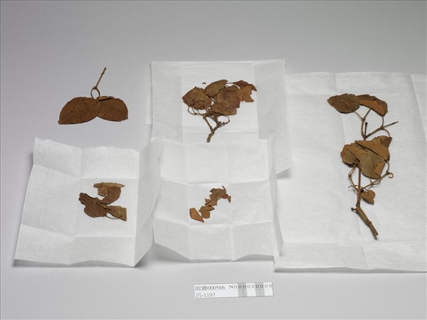 白檀木顯字枝葉