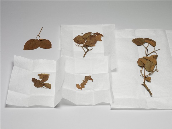 白檀木顯字枝葉