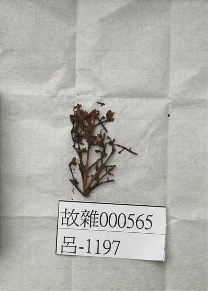 白檀木顯字枝葉