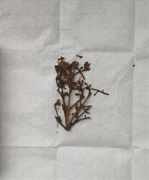 白檀木顯字枝葉