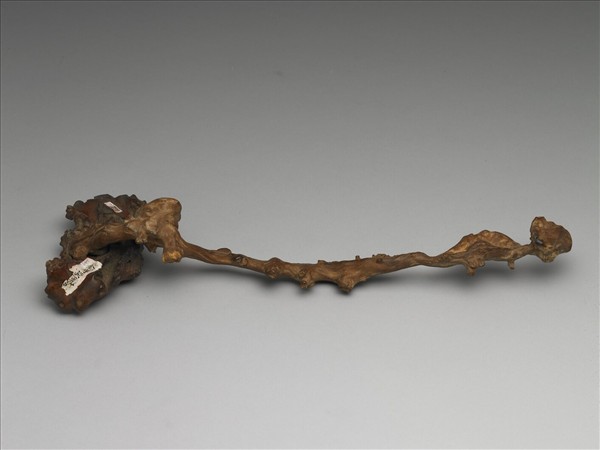 樺木天然靈芝形如意