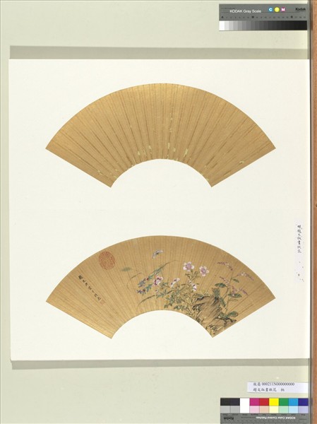 明趙文俶畫秋花　冊頁