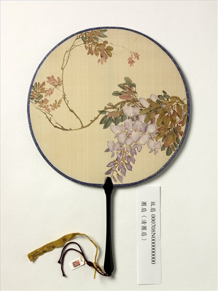 清人畫紫藤　成扇